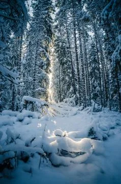 Winter snow covered trees Stock Photos