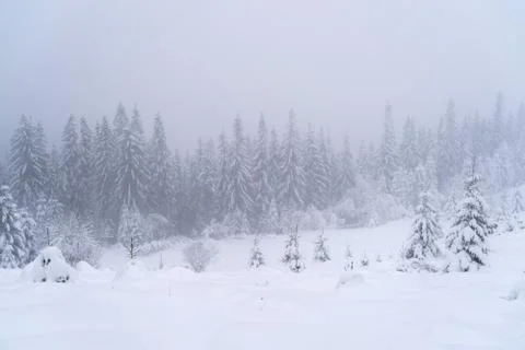 Winter snow-covered trees Stock Photos