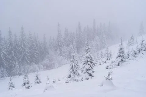 Winter snow-covered trees Stock Photos
