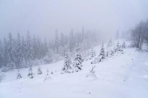 Winter snow-covered trees Stock Photos