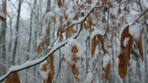 Winter Snow Covers Dead Leaves and Trees in 4K Stock Footage 85707198