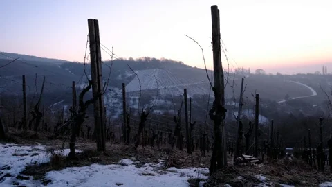 Winter with snow in the dawn in a vineyard Stock Footage 77964884