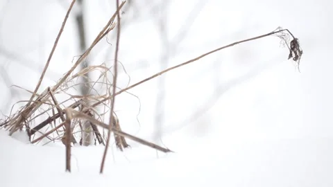 Winter, snow, dry grass Stock Footage 270538138
