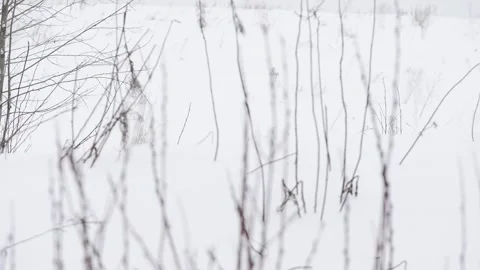 Winter, snow, dry grass Stock Footage 270538316