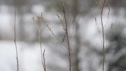 Winter, snow, dry grass Stock Footage 270538880