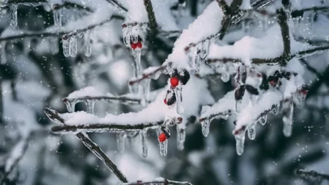 Winter Snow Fall Background 4K Animation - Happy Christmas Theme Winter Snowf Stock Footage 222033871