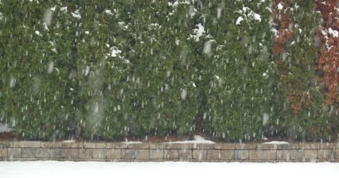 Winter Snow Fall Background &amp; Bokeh Stock-Footage 44009836