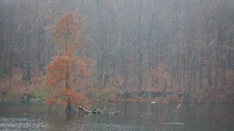 Winter snow fall in the forest. Winter time snowfall. Snowstorm winter scene Stock Footage 105671993