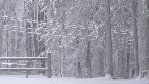 Winter Snow Fall Slow motion in pine tree forest Stock Footage 83962708