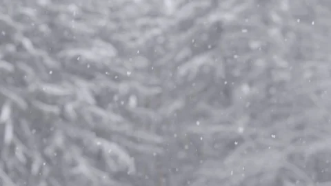 Winter Snow Fall Slow motion on pine tree forest out of focus Stock Footage