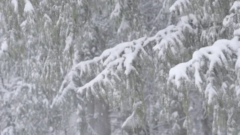 Winter Snow Fall Slow motion on pine tree Stock Footage 83962722