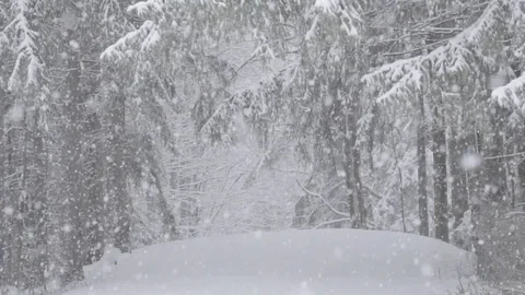 Winter Snow Fall Slow motion on pine tree forest Stock Footage