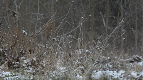 Winter Snow Fall in the Woods Stock Footage 33289589