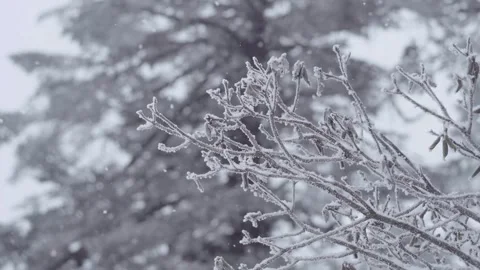Winter Snow Falling On Budding Branches 4K Stock Footage 341857386