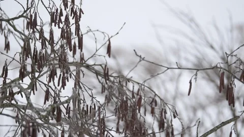 Winter, snow falling, catkins on a tree, dry grass Stock Footage 270538860