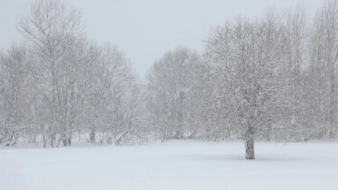 Winter. snow falling in a forest. Stock Footage 85001483