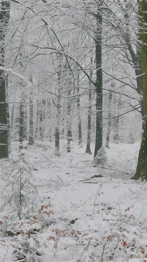Winter snow falling in a mystical forest Stock Footage 327114690