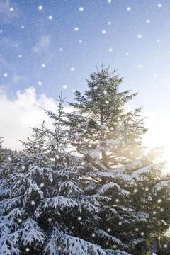Winter snow falling over pine trees Stock Photos