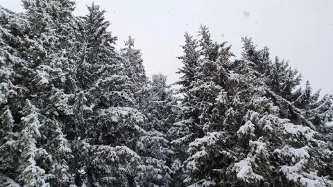 Winter snow falling scene alongside a fir forest. Tall trees covered with white  Stock Footage 159397095