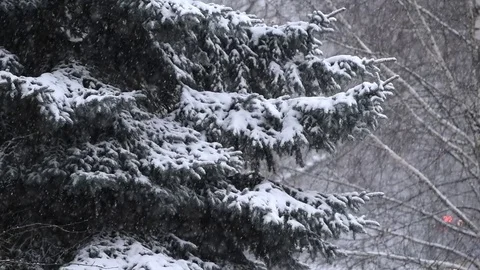 Winter snow falling. Slow motion Stock Footage 84118336