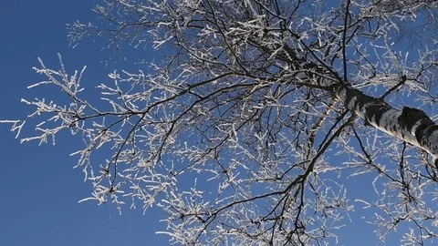 Winter snow falling. Slow motion Stock Footage 85047927
