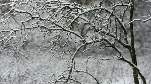Winter snow falling through tree Stock Footage 10561231