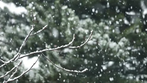 Winter. Snow falls on the branches of trees Stock Footage 147448009