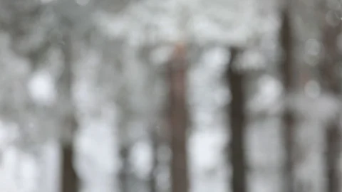 In winter, snow falls in the forest. Winter time of snowfall. Video stock 100954962