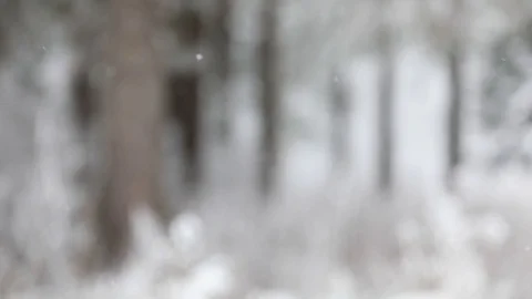 In winter, snow falls in the forest. Winter time of snowfall. Video stock 100954994