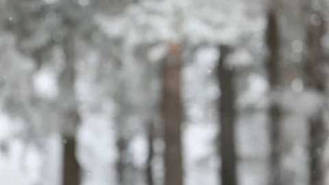 In winter, snow falls in the forest. Winter time of snowfall. Stock Footage 100955006