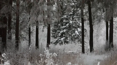 In winter, snow falls in the forest. Winter time of snowfall. Video stock 100955026