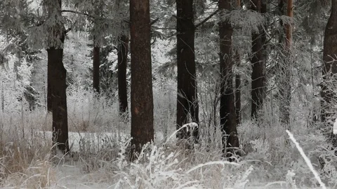 In winter, snow falls in the forest. Winter time of snowfall. Video stock 100955053