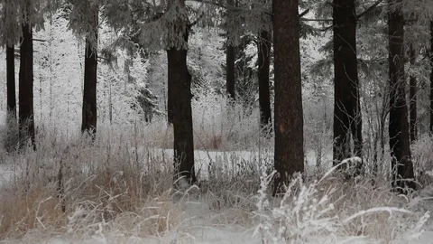 In winter, snow falls in the forest. Winter time of snowfall. Video stock 100955106