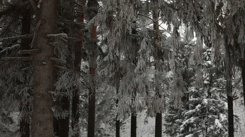 In winter, snow falls in the forest. Winter time of snowfall. Video stock 100955123