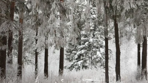In winter, snow falls in the forest. Winter time of snowfall. Video stock 100955129