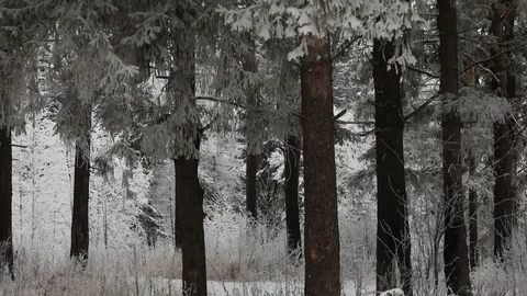 In winter, snow falls in the forest. Winter time of snowfall. Video stock 100955154