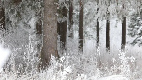 In winter, snow falls in the forest. Winter time of snowfall. Video stock 100955168