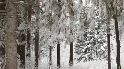 In winter, snow falls in the forest. Winter time of snowfall. Video stock 100955175