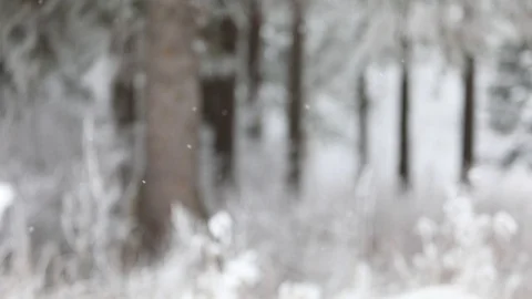 In winter, snow falls in the forest. Winter time of snowfall. Video stock 100955215