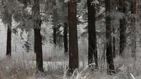 In winter, snow falls in the forest. Winter time of snowfall. Video stock 100955240