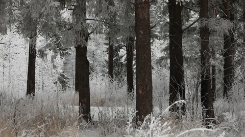 In winter, snow falls in the forest. Winter time of snowfall. Video stock 100955258