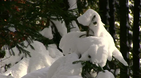 Winter - snow - fir Stock Footage 46914872