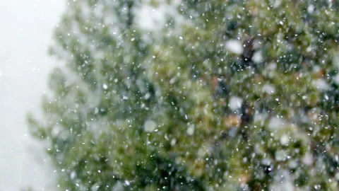 Winter snow floating down against pine tree background in forest Stock Footage 164183632