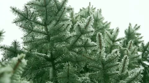 Winter snow Stock Footage 10626757