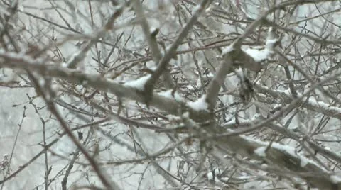 Winter. snow Stock Footage 10787537