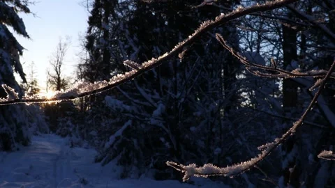 A winter snow forest close up video 스톡 동영상 255804378