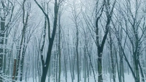 Winter snow forest fall white tree pine branch nature cold Stock Footage 232098270