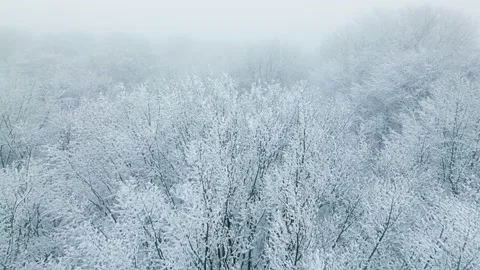 Winter snow forest fall white tree pine branch nature cold Stock Footage 232404617
