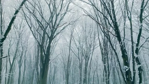 Winter snow forest fall white tree pine branch nature cold Stock Footage 232416728