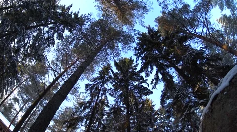 Winter snow forest in Finland, camera tilt up to sky Stock Footage 62964684